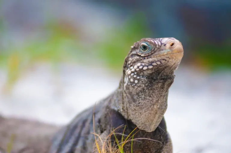 cayo-largo-praia-iguana