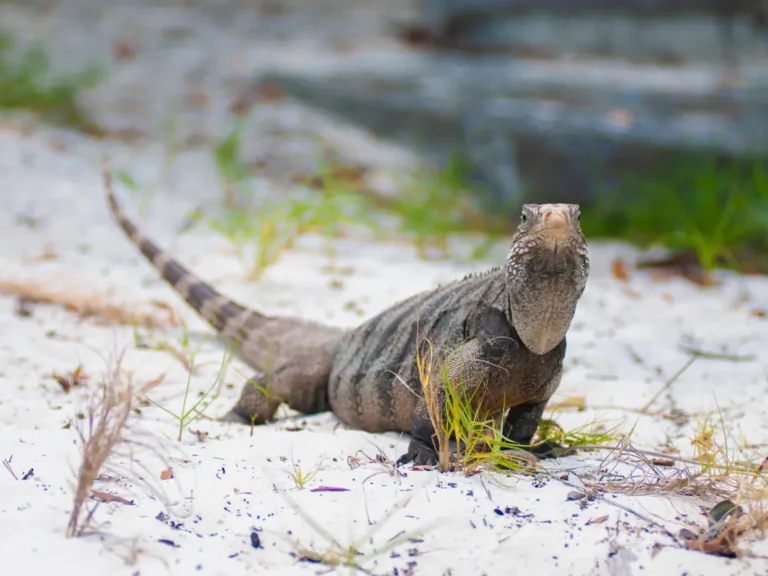 cayo-largo-praia-lagarto