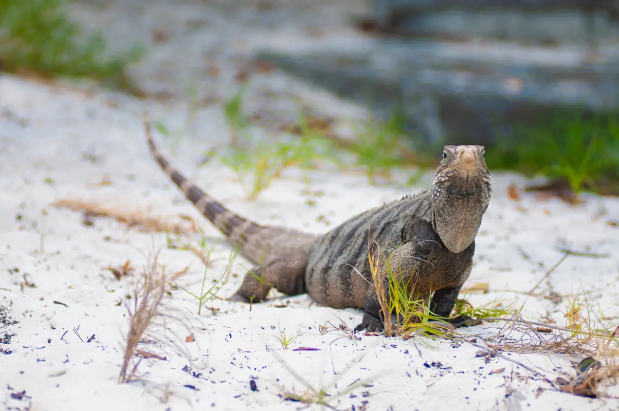 cayo-largo-praia-lagarto